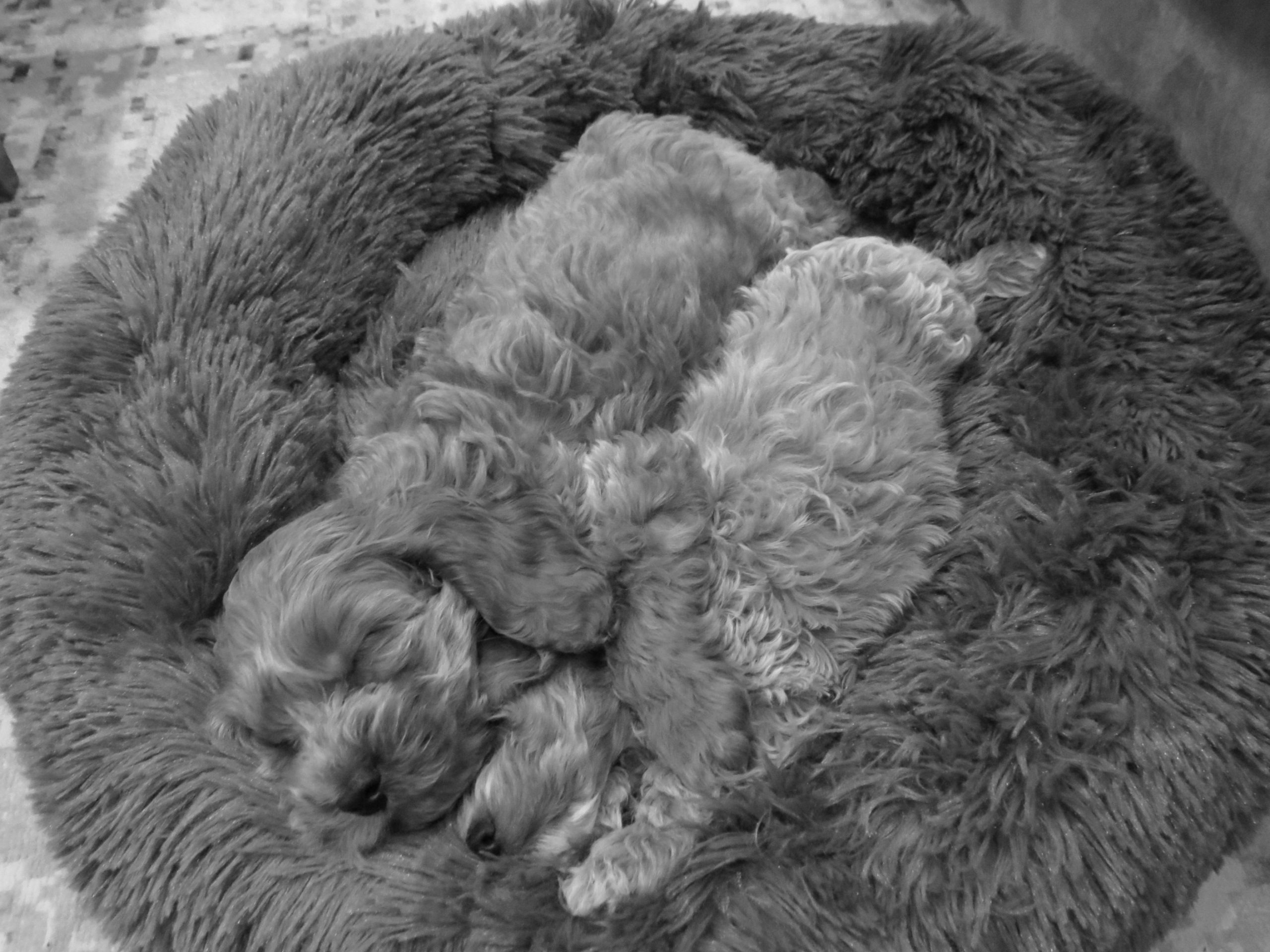 Two puppies curled up together in a dog bed, black and white photo